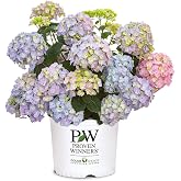 Proven Winners 2 Gal. Let's Dance Skyview Hydrangea Shrub