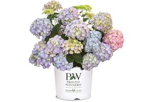 2 Gal. Proven Winners Let's Dance Skyview Hydrangea Shrub