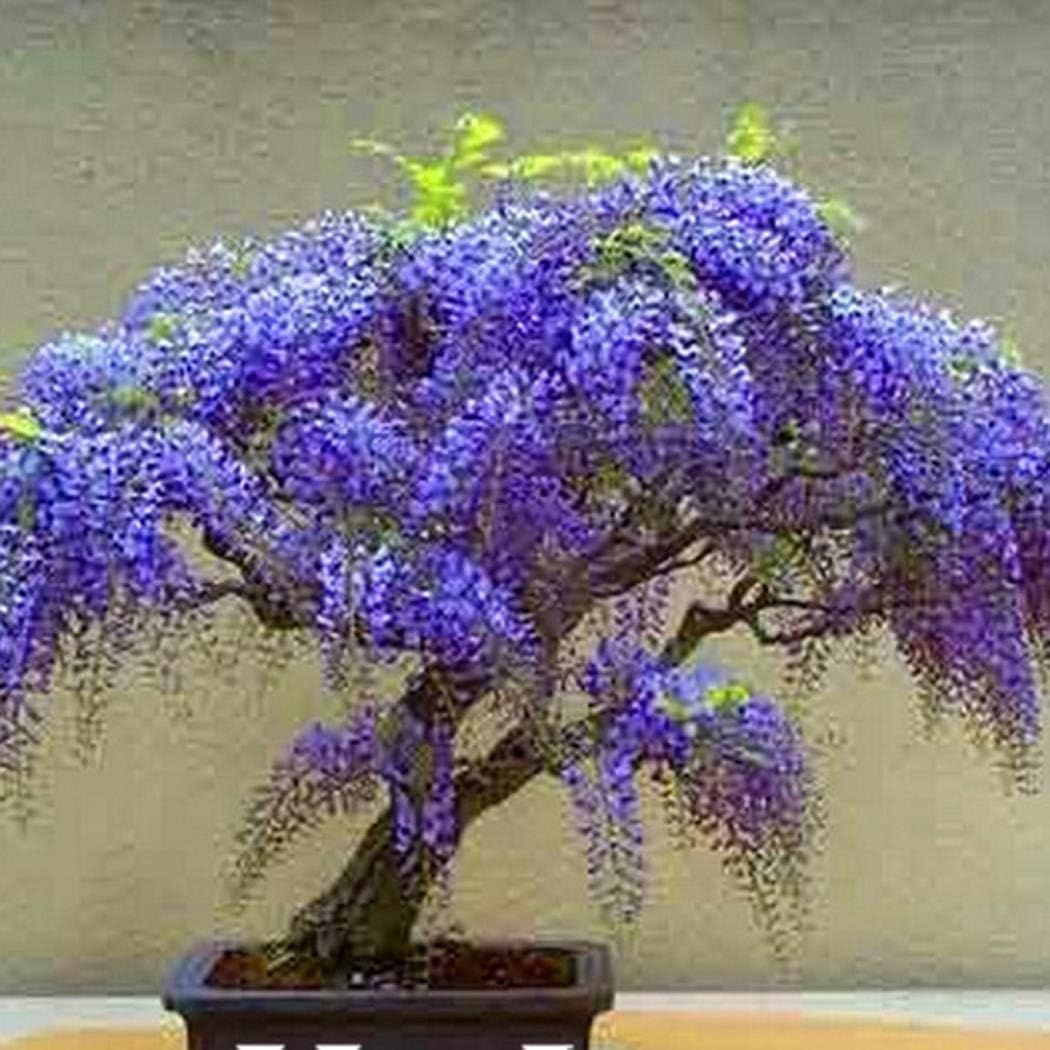Carsge Garden Mini Bonsai Wisteria Tree Seeds Home Garden Purple