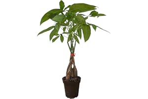 Hopewind Plants Shop Money Tree Live Plant | 12-16 Inches Tall Bonsai | Easy to Grow Indoor Houseplant | Home, Office, or Room Decor | Birthday, Housewarming Gift in 4 inch Pot