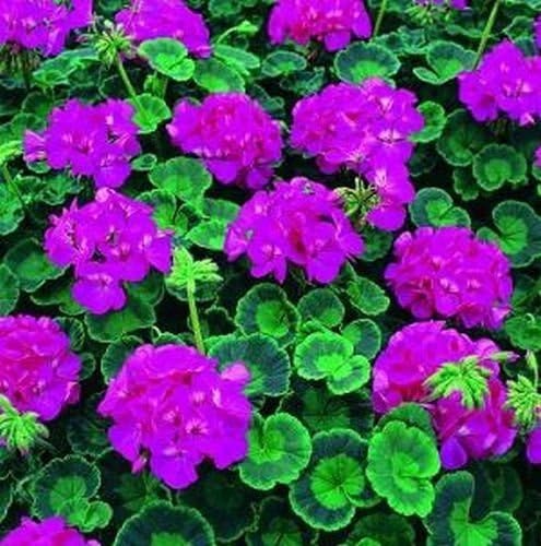 Geranium Seeds, Zonal Multibloom Lavender Geranium 50 Seeds, Large Blooms Copyrighted Idahoseeds