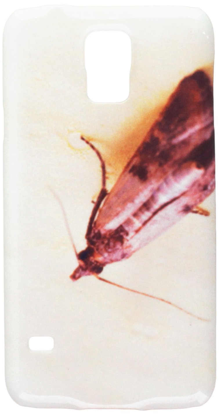 My Handy Design Flour Moth Pantry Moth Ephestia Kuehniella Cell