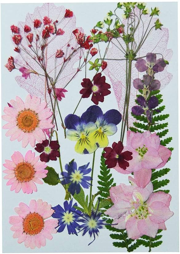 UOKWIWI Real Dried Pressed Flowers Assorted Colorful Daisies Leaves Hydrangeas for Art Craft DIY - 1 Pack Size 3