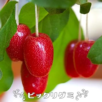 Amazon ぐみの木 ビックリグミ 1年生苗 別名 だいおうぐみ 果物