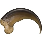 Skulls Unlimited American Black Bear Claw (Large - 9cm) (Museum Quality Replica)