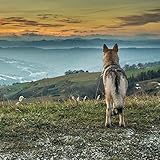 Image de Wolves (171521)