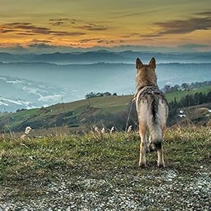 Wolves (171521)
