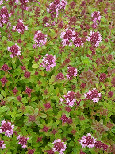 Thymus pulegioides - Arznei-Thymian, 50 Pflanzen im 5/6 cm Topf – Bild 5