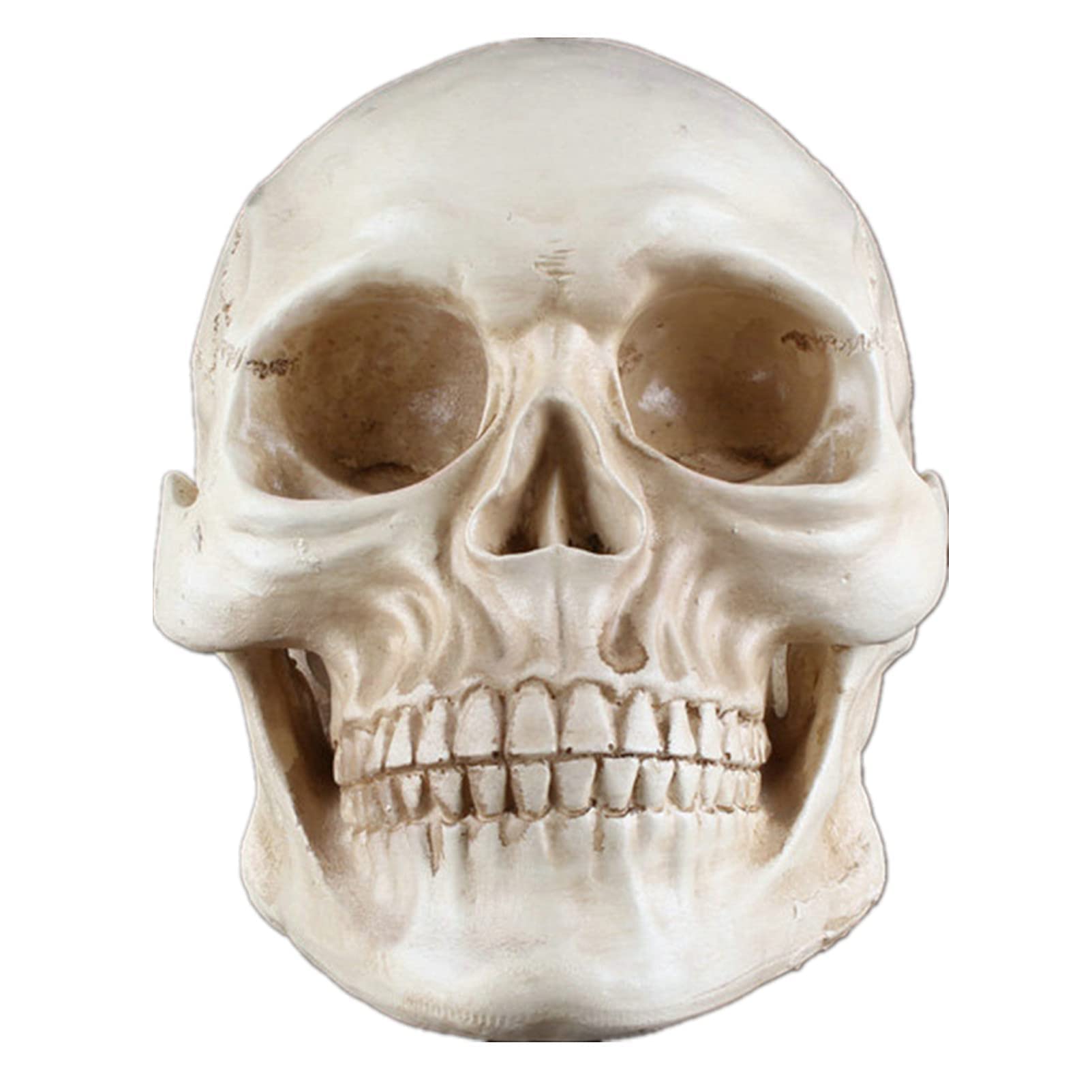 Life Size Human Skull Model Replica Realistic Resin Halloween Party Decoration Human Skull Head Bone Model Medical Skeleton for Anatomical Medical Teaching