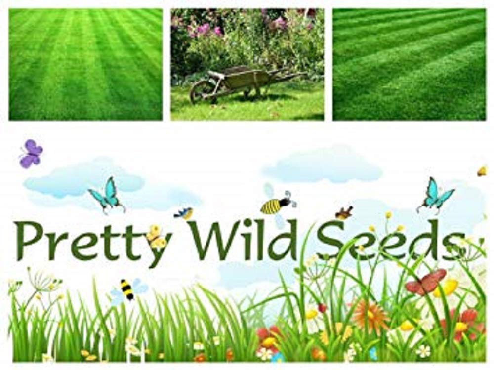 Buy 1 KG Slow Grow Growing Grass Seed Lazy Lawn Very Low Maintenance