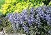 Chocolate Chip Ajuga - Carpet Bugle - Miniature Leaves - 48 Plants -1 3/4" Pot
