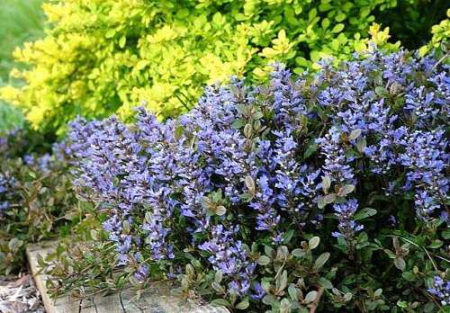 Chocolate Chip Ajuga - Carpet Bugle - Miniature Leaves - 48 Plants -1 3/4 Chocolate Chip Ajuga - Carpet Bugle - Miniature Leaves - 48 Plants -1 3/4