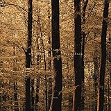 Mat Hennek: Woodlands by