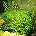 1000 Java Moss Seeds Fern Aquarium Plant Java Fish Aquatic Grass Aquarium Green