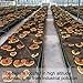 Dried Red Reishi Mushroom Slices Raw from Ta-pieh Mountains Ganoderma lucidum Loose Slices for Reishi Mushroom Tea 灵芝 (영지버섯) 8.8oz