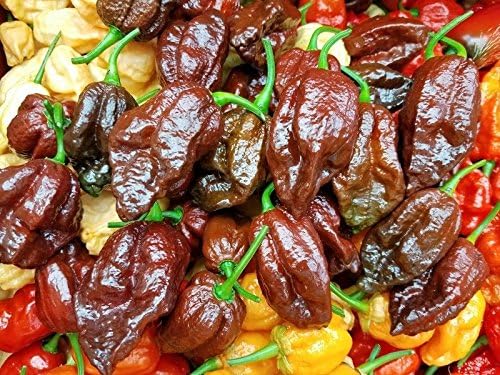 (25+) Chocolate Bhutlah SM Super Hot Pepper Seeds