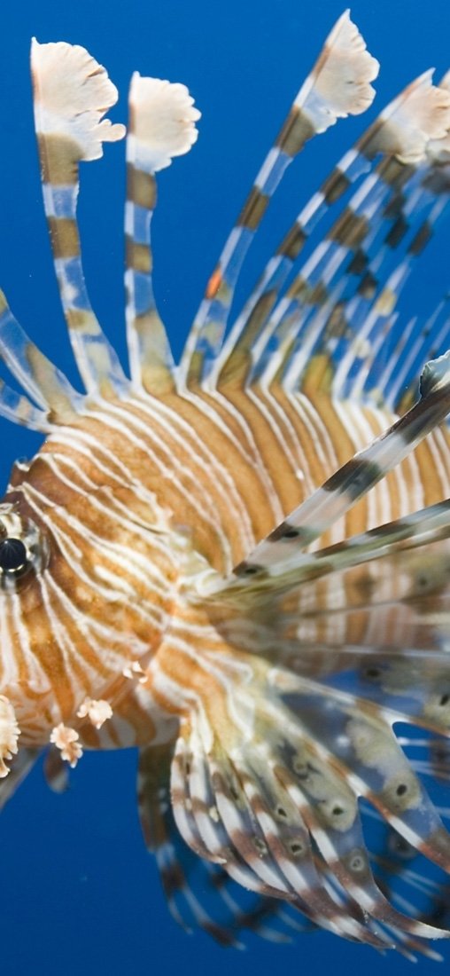 PeelitStickit Underwater, Undersea Wall Murals, ID-079, vinyl