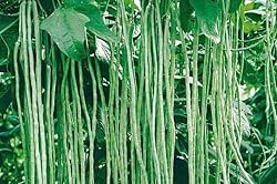 Sale! Pole Bean Seeds for Planting Vegetables and
