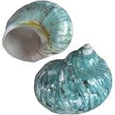 2pcs Large Hermit Crab Shells, XXL Size Opening 1.9-2.2" Big Hermit Crab Shells, Natural Sea Conch, Turbo Seashells Beach Decoration(2pcs XXL)