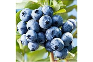 500+ Blueberry Seeds - Highbush Blueberry - (Vaccinium corymbosum)- for Planting- Growing Instructions Included (500)