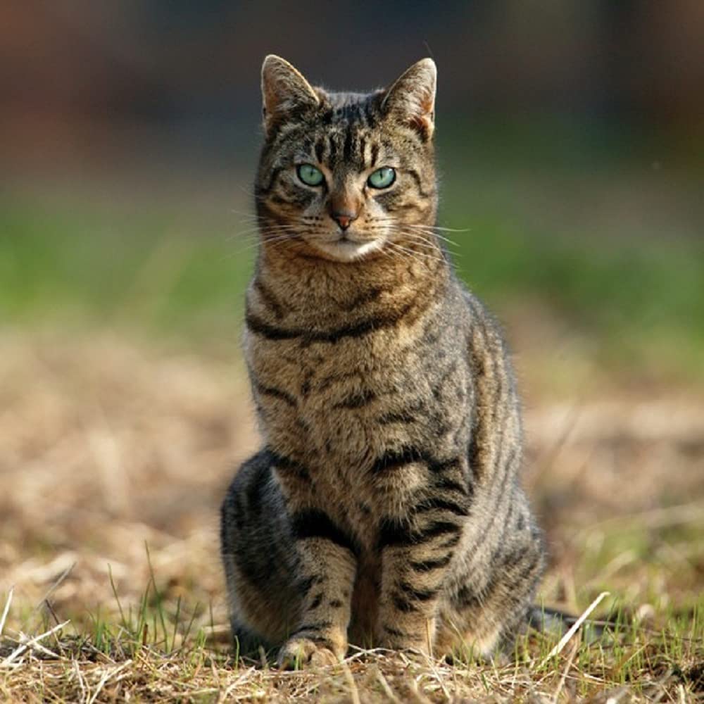 Greeting Sound Card By Really Wild Cards - Farm Cat