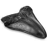 Carcharodon Megalodon Giant Shark Tooth Toy with Serrations | 5.5 inch, Suitable for Museums, Schools, Home Collections, Education Purposes (Black)
