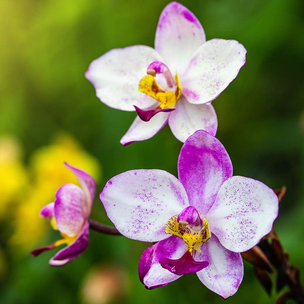 Garden Orchid Calanthe Mix 12cm Amazon.co.uk Garden & Outdoors