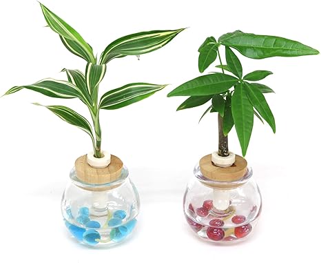 Amazon セラハイト 幸福の木 ドラセナ サンデリアーナ ビクトリー パキラ 別名 マネーツリー と タマビン 2個セット 土なし 清潔 水やり簡単 セラハイト 観葉植物 オンライン通販