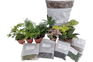 HIRT'S GARDENS Hirt's Terrarium Kit with 5 Terrarium Plants and 5 Ferns