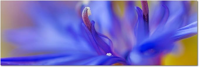 PANORAMA BILD in 150x50cm (Flieder Orchidee Lavendelfarbe) TOP Bilder