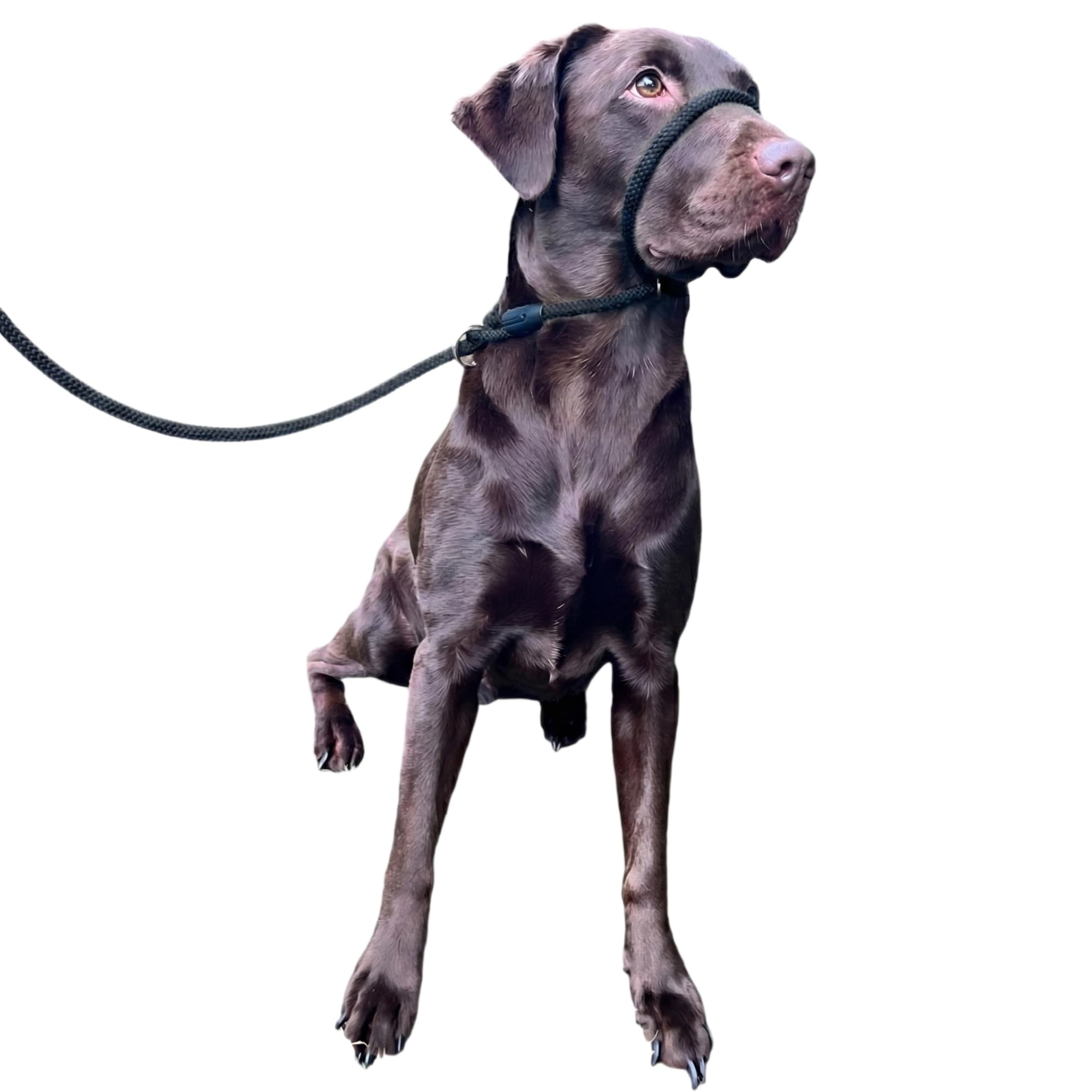 No More Pulling! Anti Pull Lead Field Figure 8 / Halter/Head Collar One Size Fits All Super Soft Braided Nylon Comfortable Make Your Walks More Enjoyable -Instructions Included. (Green-Black)