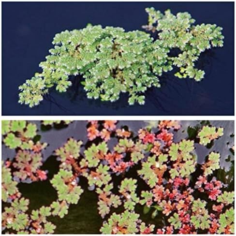 Fairy Moss Floating Pond Plants Green water control moss plant Koi food fish