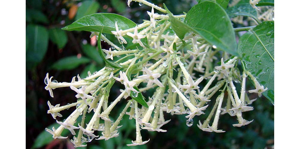 Harit The Plants Shop Special Night Queen Raat Ki Rani Green Plant With 250gm Compost Organic Manuare And Pot Amazon In Garden Outdoors