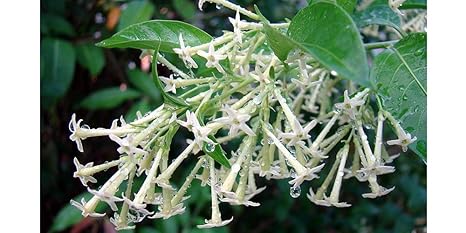 Harit The Plants Shop Special Night Queen Raat Ki Rani Green Plant With 250gm Compost Organic Manuare And Pot Amazon In Garden Outdoors