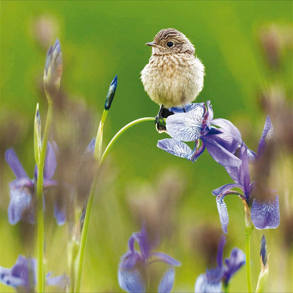 Woodmansterne Birthday/Blank Photographic RSPB Card - Bird perched on flower