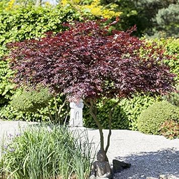 Japanischer Fächer Ahorn Acer palmatum 'Atropurpureum' im Topf gewachsen