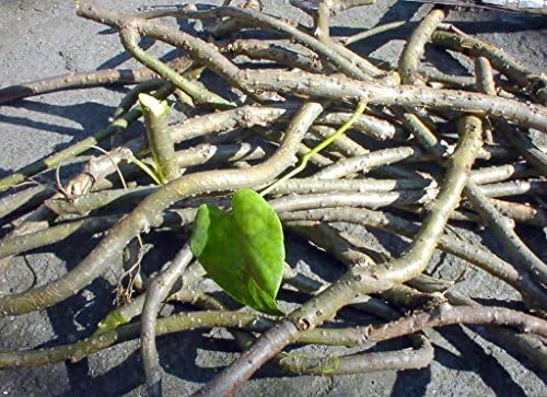 Giloye, GILOY, Tinospora Cordifolia Plant Fresh Stems, 35 Stems of 6 Inch Each