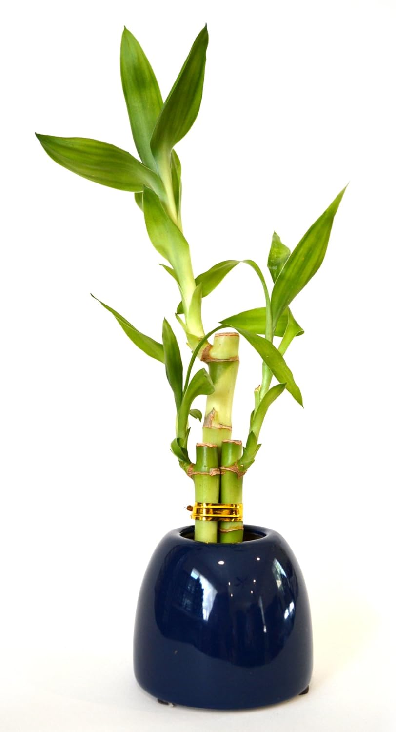 Top 9 Good Luck Plants For Office Home Easy