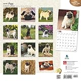 Image de Pugs 2016 Square 12x12