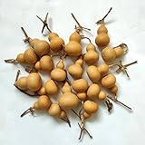 GHY Decor Natural Dry Gourd Bottle Gourd Cucurbit