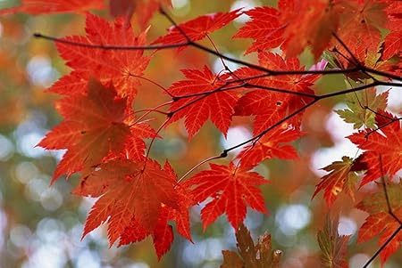 Amazon Co Jp 特大 ポスター 葉の木の赤い枝 壁紙ウォールステッカーポスター 594x4mm Generic