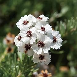 Aromatics International Chamomile Cape Essential