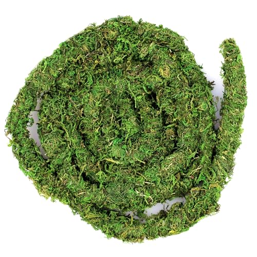 Galapagos MossVine