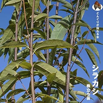 Amazon シラカシ 株立ち大苗 庭木 植木