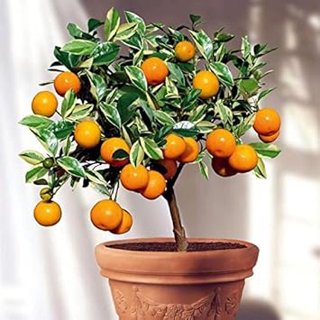 M-Tech Gardens Exclusive Orange Bonsai Live Plant -Fruit Bonsai Plant - Great Quality Orange