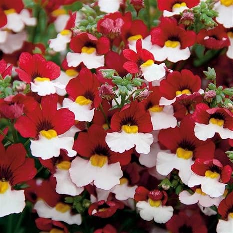 100 Graines Nemesie Fleur Tricolore Rouge Blanche Coeur