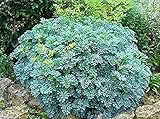 500 RUE SEEDS,HERB OF GRACE ,COMMON RUE
