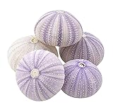 Nautical Crush Trading Sea Urchins Shells for Air