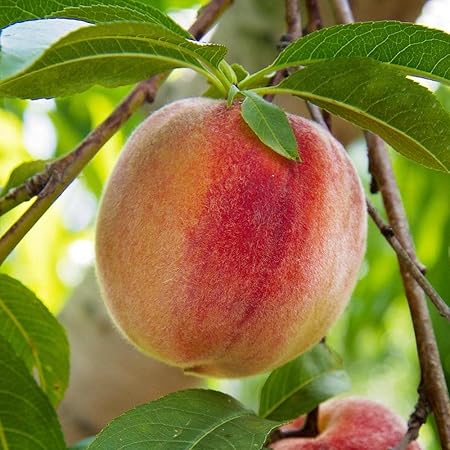 Live Aadu/Peach/Adoo Tasty Fruit Plant Outdoor & Healthy One Live Plant