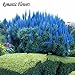 Rare Blue Pampas Grass Seeds Flower Garden Potted Ornamental Grass Seed